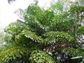 toddy palm